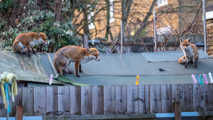 urban foxes on shed london wildlife